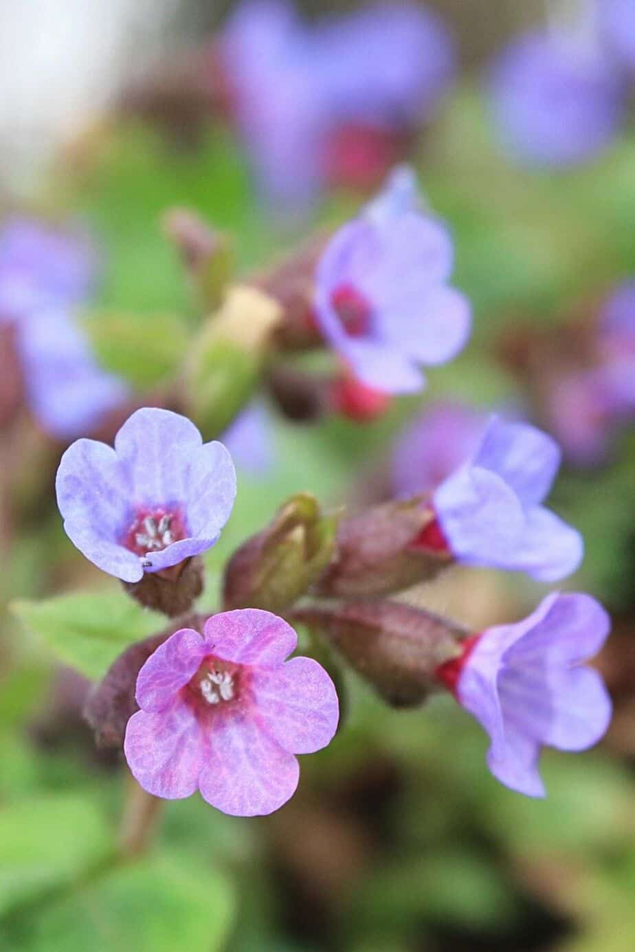 Since Pulmonaria (Lungwort) is a forest plant, it can survive in areas receiving indirect to no light like the northwest-facing garden