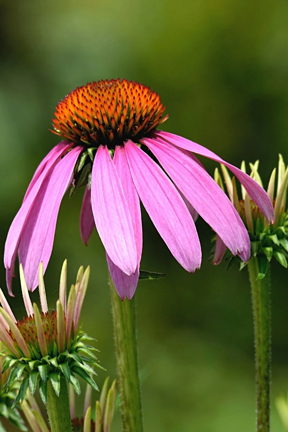 Purple Coneflower is part of the Sunflower family of plants that you can easily blend into your southeast facing garden