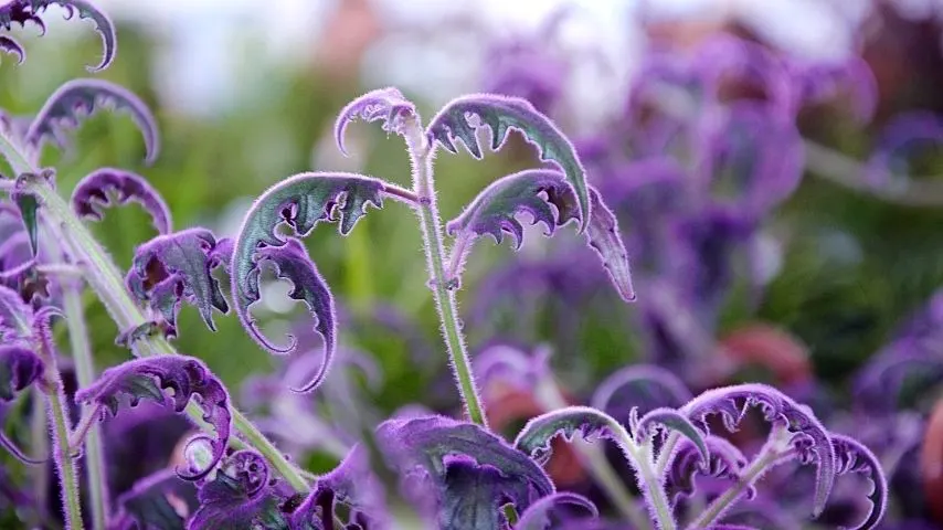 Another colorful plant you can add to your terrarium is the Purple Passion Plant