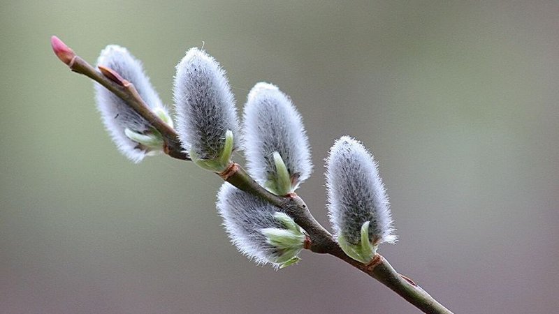The furry catkins of the Pussy Willow attach to the legs of pollinators like bees, thus making pollination an easy task for them