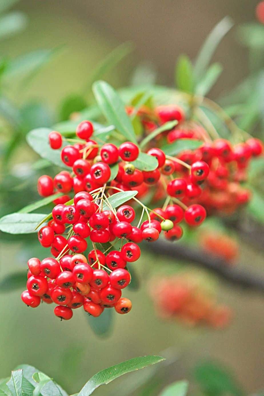 Pyracantha Saphyr Rouge offers a reddish-green coloration in your north-facing side of the house