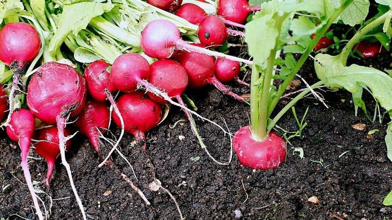 Radish (Raphanus sativus) is a great plant to grow in your vegetable garden if you're aiming to have a veggie that has a peppery taste