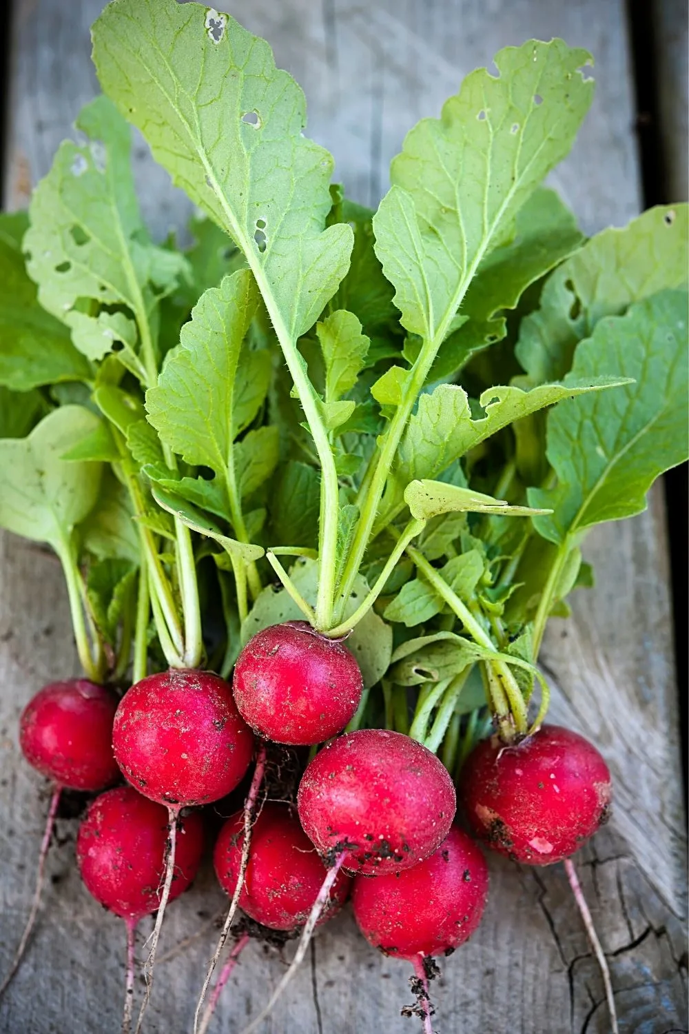 Radish is another edible plant that you can grow on your south-facing balcony if you prefer lighter meals