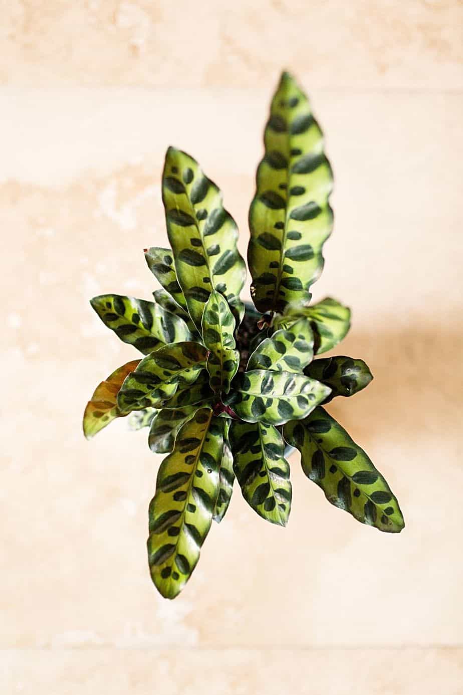 Rattlesnake Plant is a low-light plant that you can place by your northwest-facing window