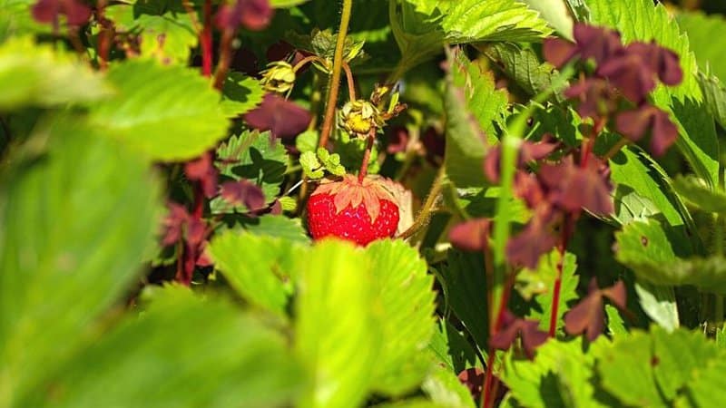 If you're looking to grow edible plants for your window boxes, the Red Strawberry Plant is one great choice