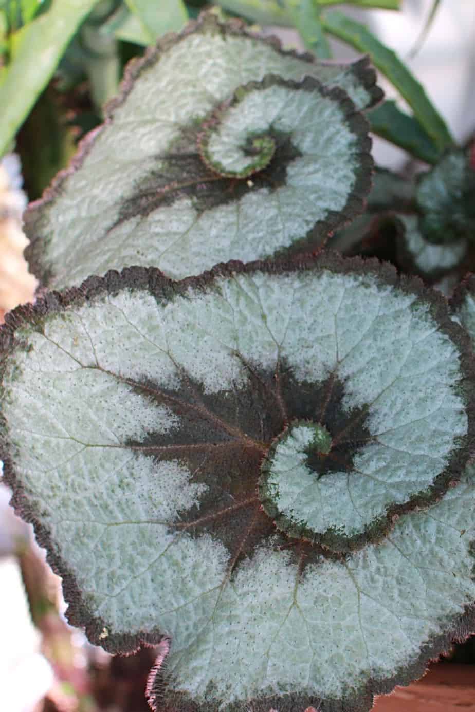 Red begonia also has stunning foliage that can easily beautify your northeast-facing window