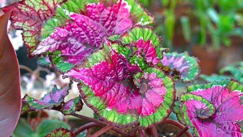 The Rex Begonia Vine is another colorful succulent that you can grow in a hanging succulent planter