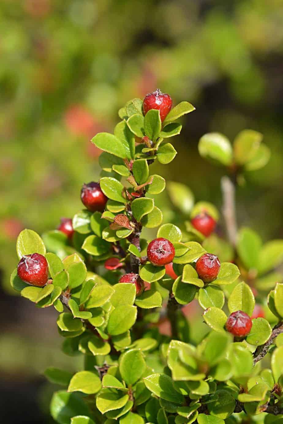 Rock Cotoneaster (Cotoneaster Horizontalis) is a very simple plant to grow on your southwest facing garden