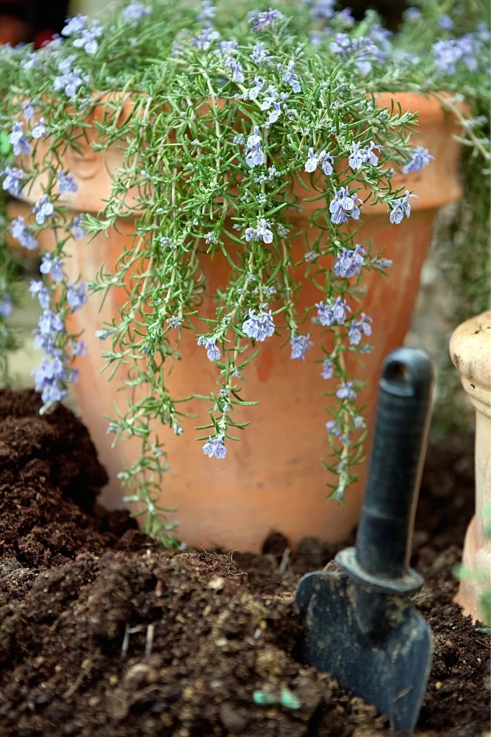 Rosemary is another widely used herb that you can grow easily in pots on east-facing balconies