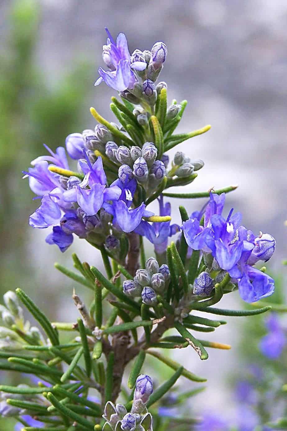 Rosemary is another aromatic herb you can grow in your southwest facing garden