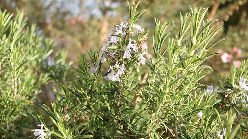 Rosemary is one of the providers of fresh nectar for the bees and other pollinators