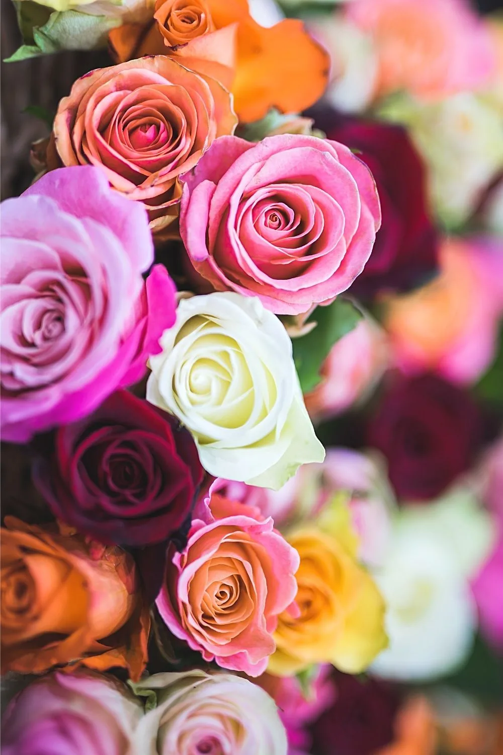 Roses are prominent flowers that are known to evoke a feeling of love and can add beauty to your south-facing balcony