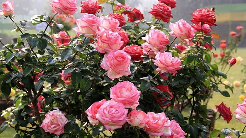Roses are one of the easy-to-maintain plants that can attract bees to your garden