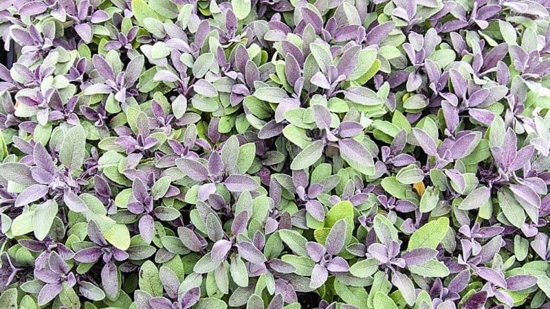 Sage is one of the perennial herbs that bees love to visit in your garden