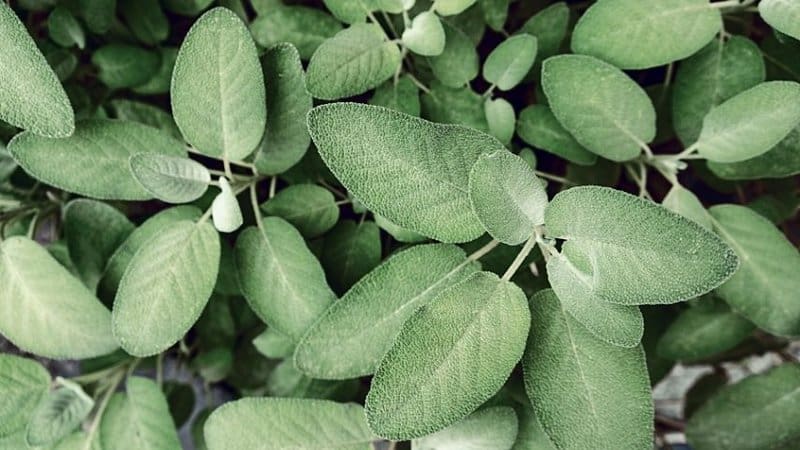 Sage requires 12-14 hours of sunlight exposure for it to grow properly in a hydroponics system