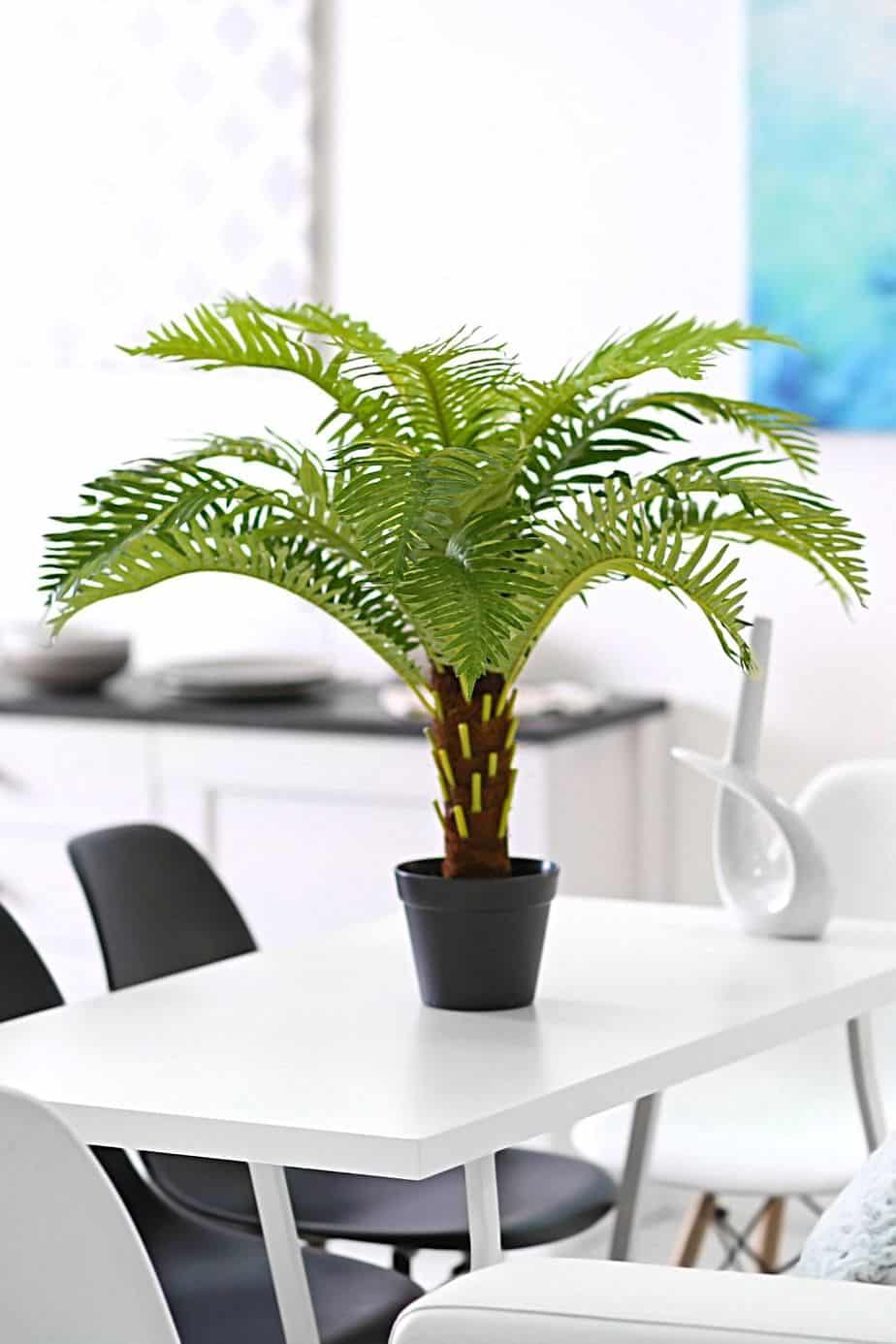 Sago Palm, a succulent that thrives in bright and dappled sunlight, thrives when placed by your southeast-facing window