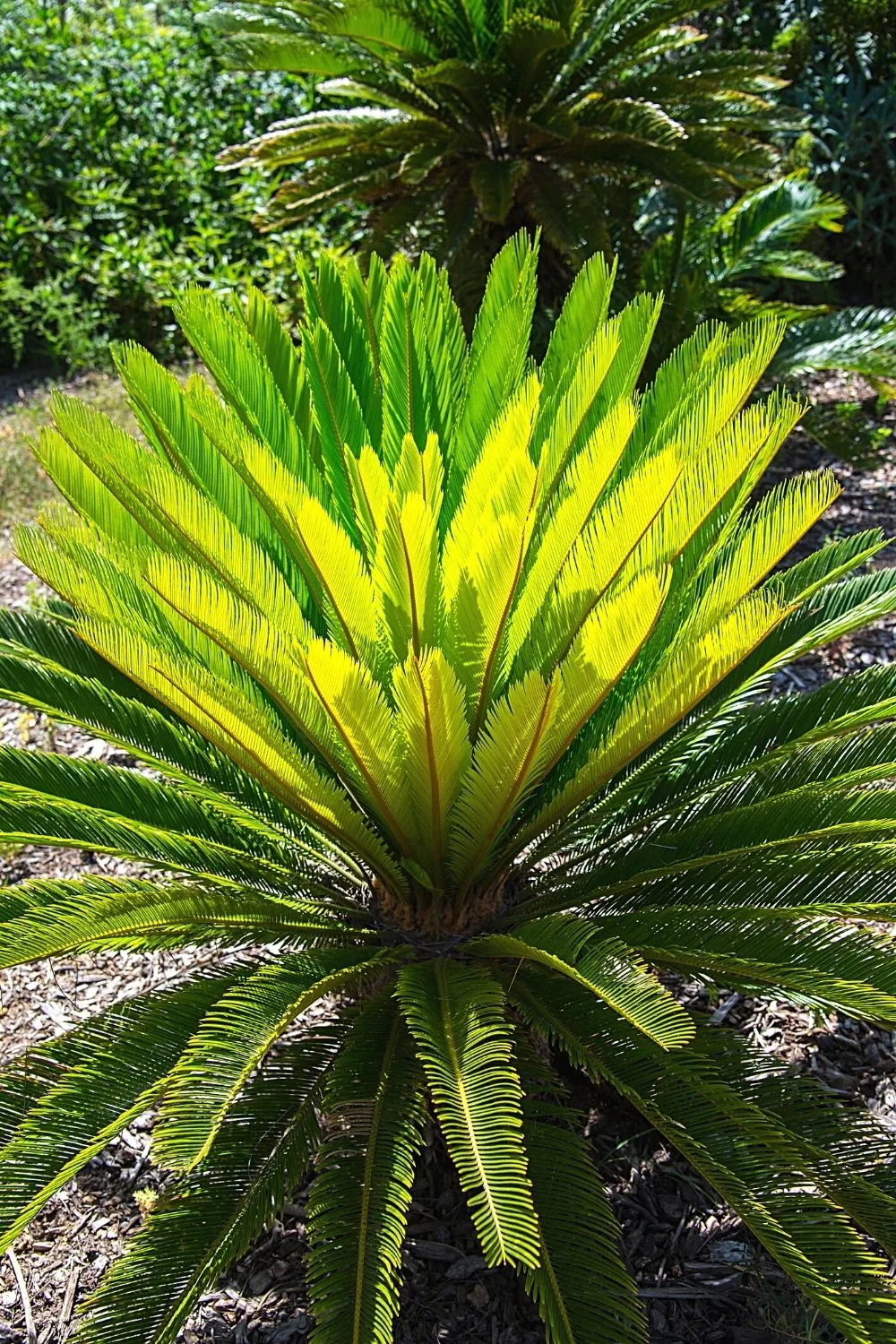 Sago palms, with their feathery foliage, are great addition to your growing west-balcony plant collection