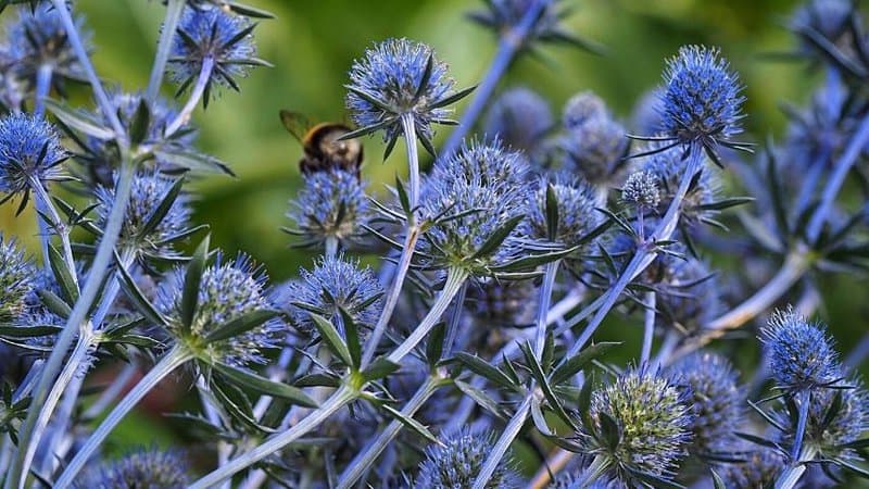 For Sea Holly to successfully attract bees to it, plant it in an area receiving bright sunlight and has a well-draining soil