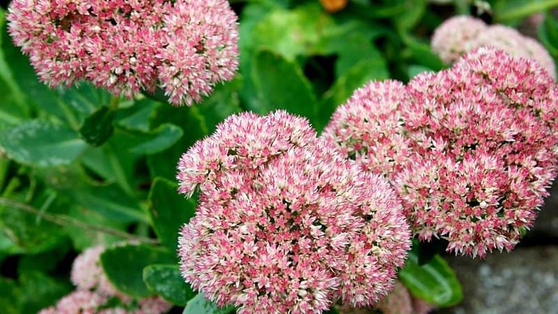 The attractive flowers of the Sedum are best grown during summer and fall seasons