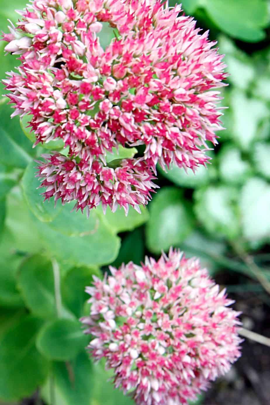 Sedums come in various shapes and designs that thrive best in a southwest facing garden