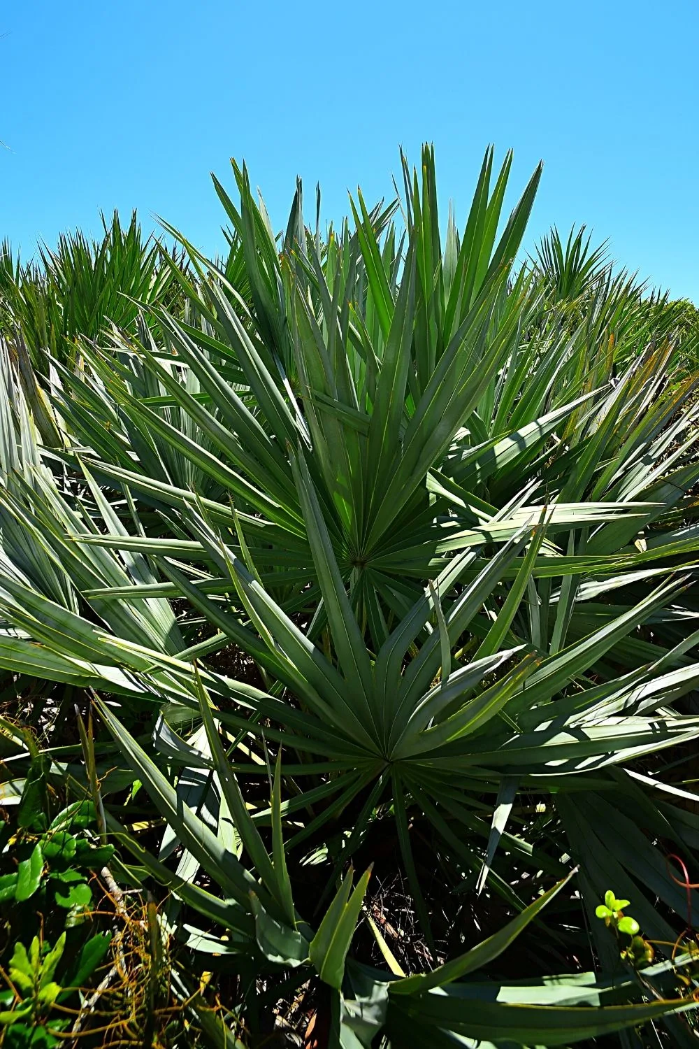 Silver saw palmetto, known for its sword-like leaves, is another stunning plant you can grow on a west-facing balcony
