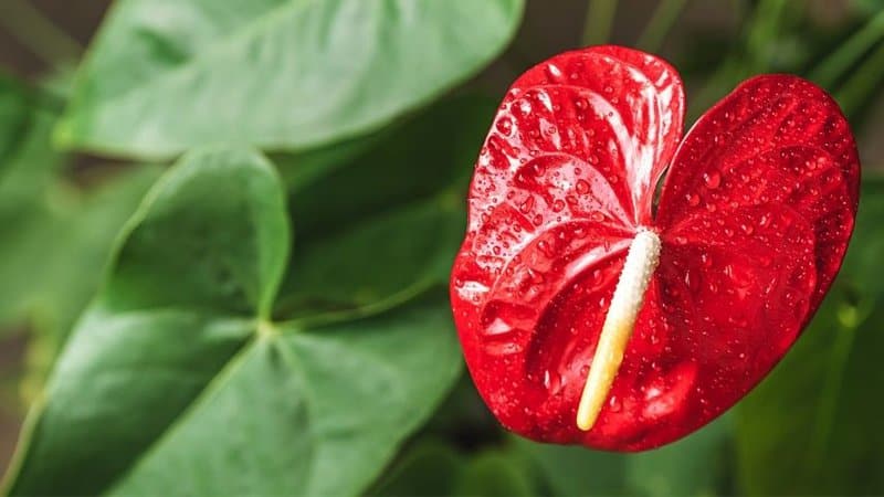 Since Anthurium plants come from tropical forests, they thrive best in a high-humidity area