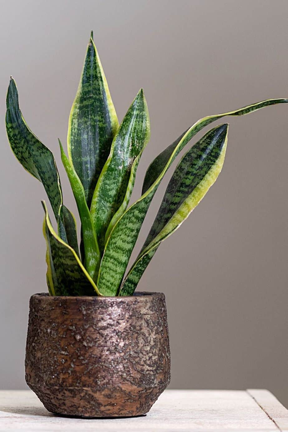 Snake Plant is another easy-to-care-for plant to be placed by your northwest-facing window