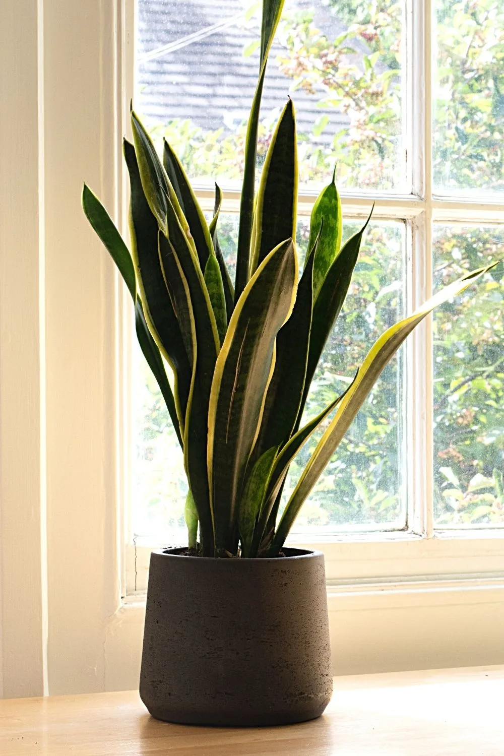 Snake plant, known for its yellow or white pinstripes on dark green foliage, is another great addition to your northeast-facing window collection