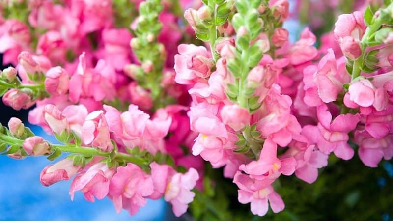 Snapdragons can grow in a hydroponics system well if you make sure to clean their container properly