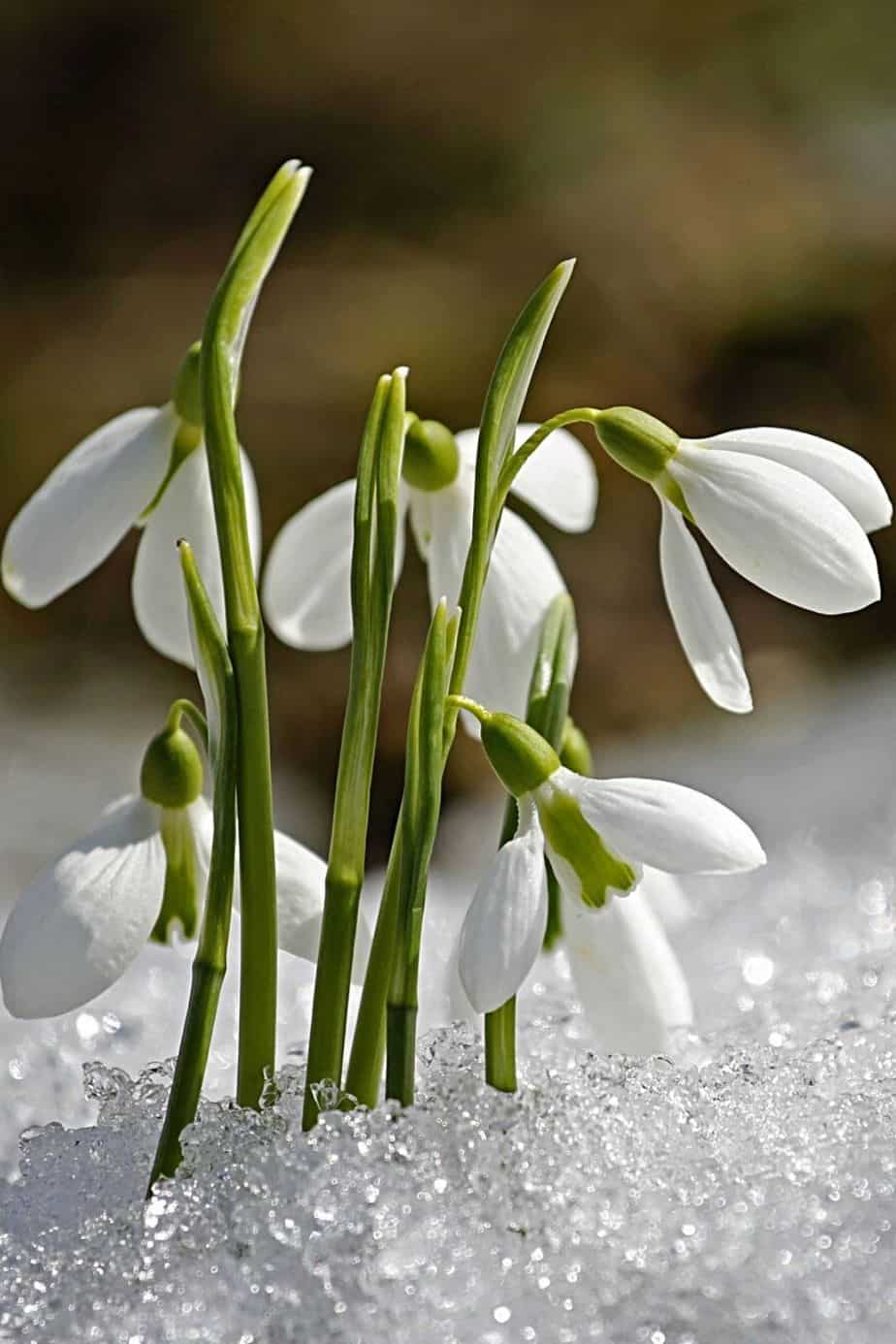 Snowdrops' blooms can first appear even if the ground in your northeast-facing garden is still covered in snow