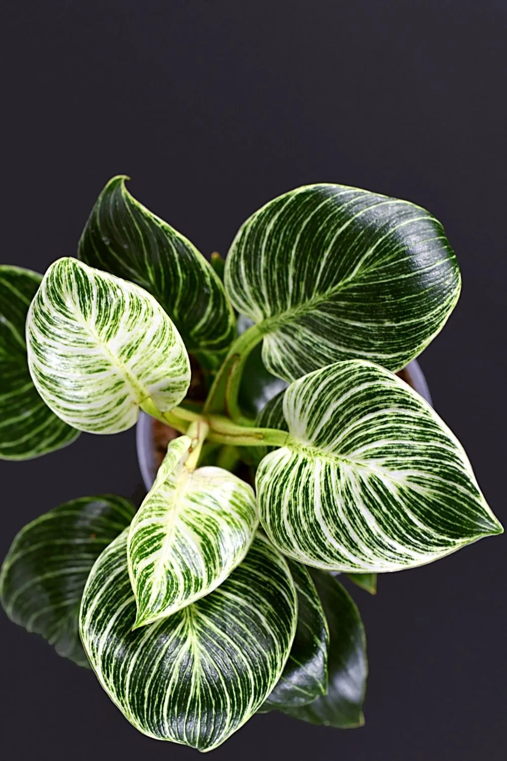 Some Philodendron Birkins can have leaves of varying colors, some with stripes and some without