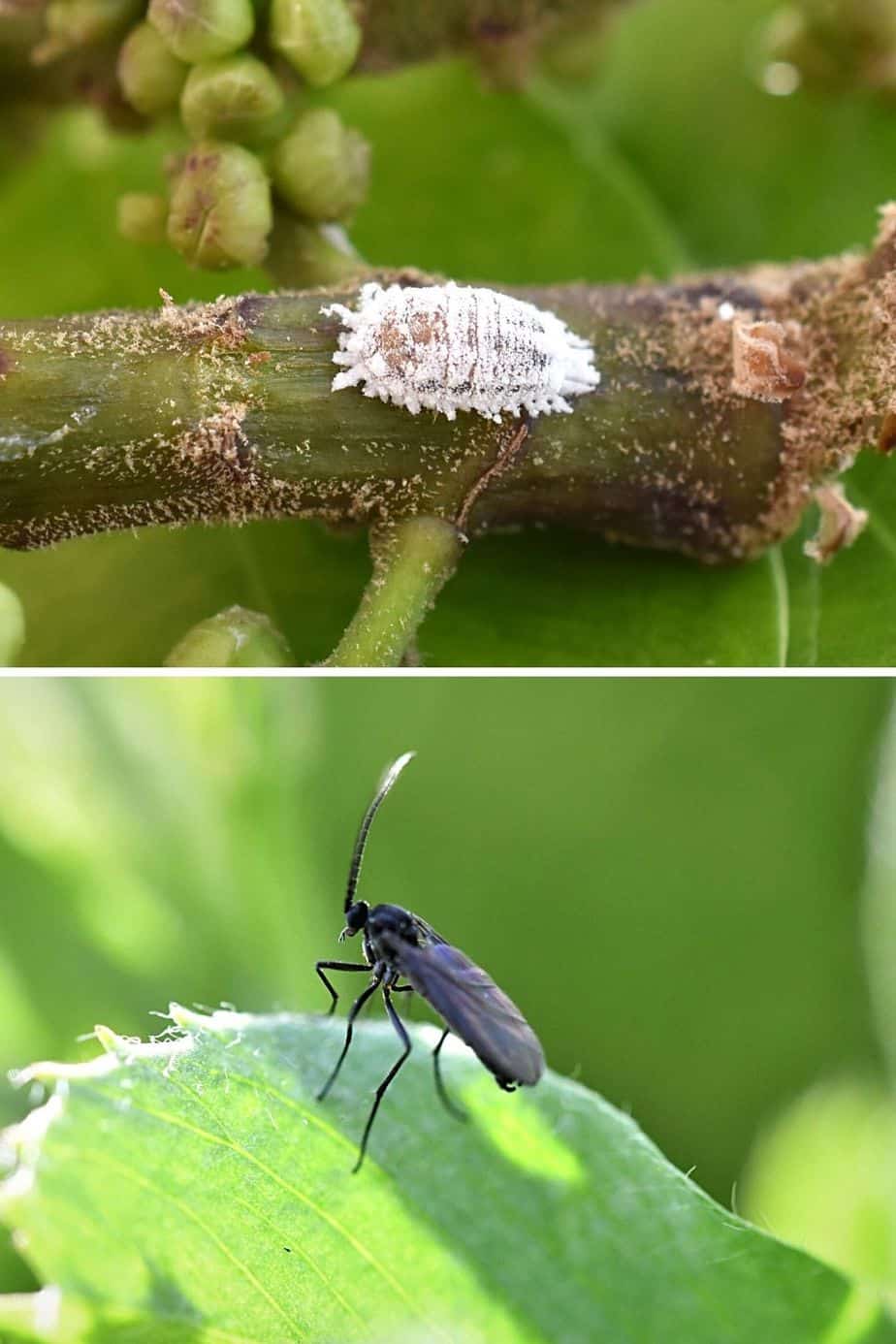 有些园丁把有翅阶段的根蚜虫与粉虱和真菌蚋混淆了