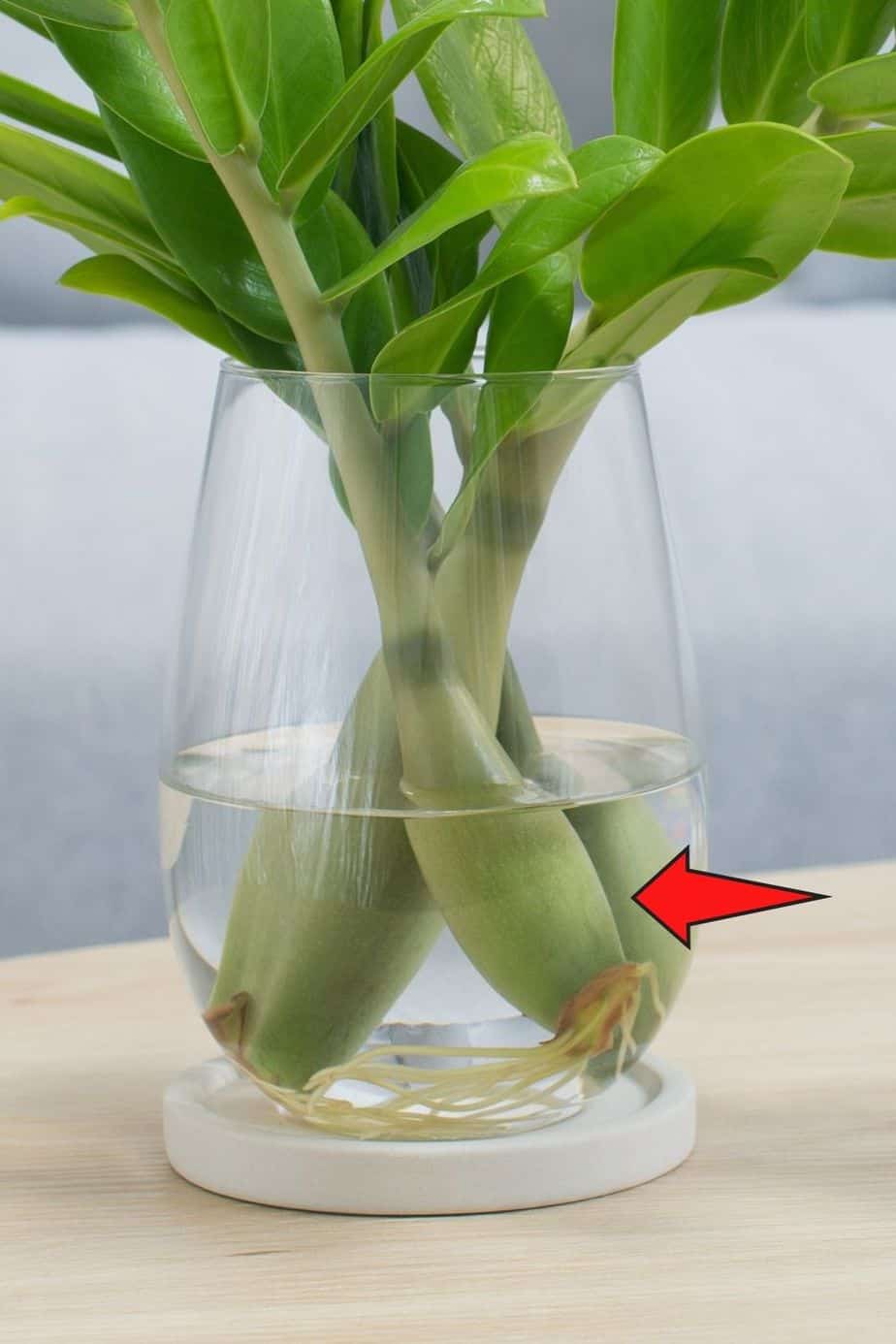 Sometimes, you can see a rhizome growing out of the ZZ plant leaf cutting you placed in the water