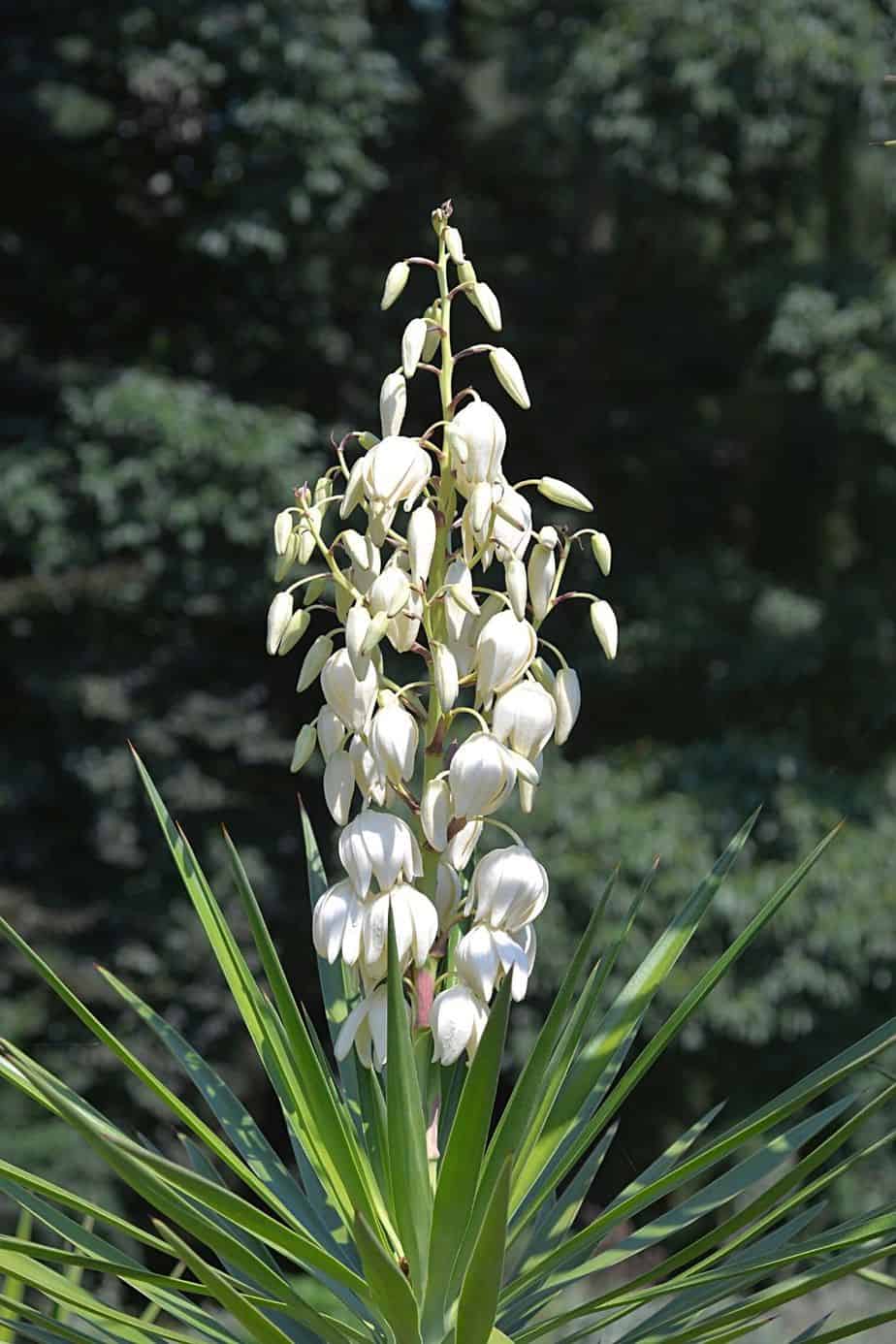 Spanish Bayonet is known for its bell-shaped, drop down, and six-parted blooms, hence, a great addition to your southwest facing garden collection