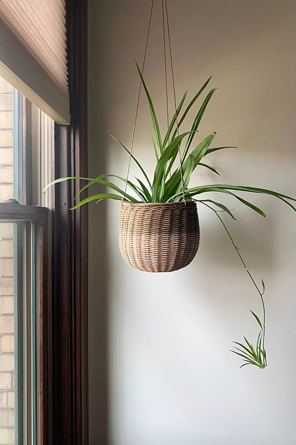 Spider plant looks best when grown in hanging baskets placed near northeast-facing windows