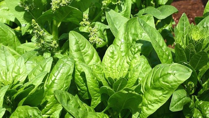 To plant Spinach in a hydroponics system, make sure to sow 4-5 fresh seeds per container