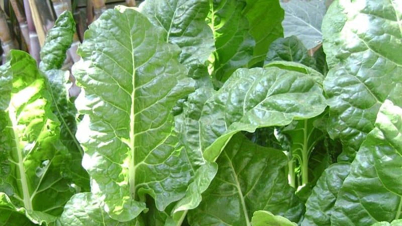 Spinach (Spinacia oleracea) is one of the plants you can grow in a vegetable garden when you want to make salads, smoothies, and pastas