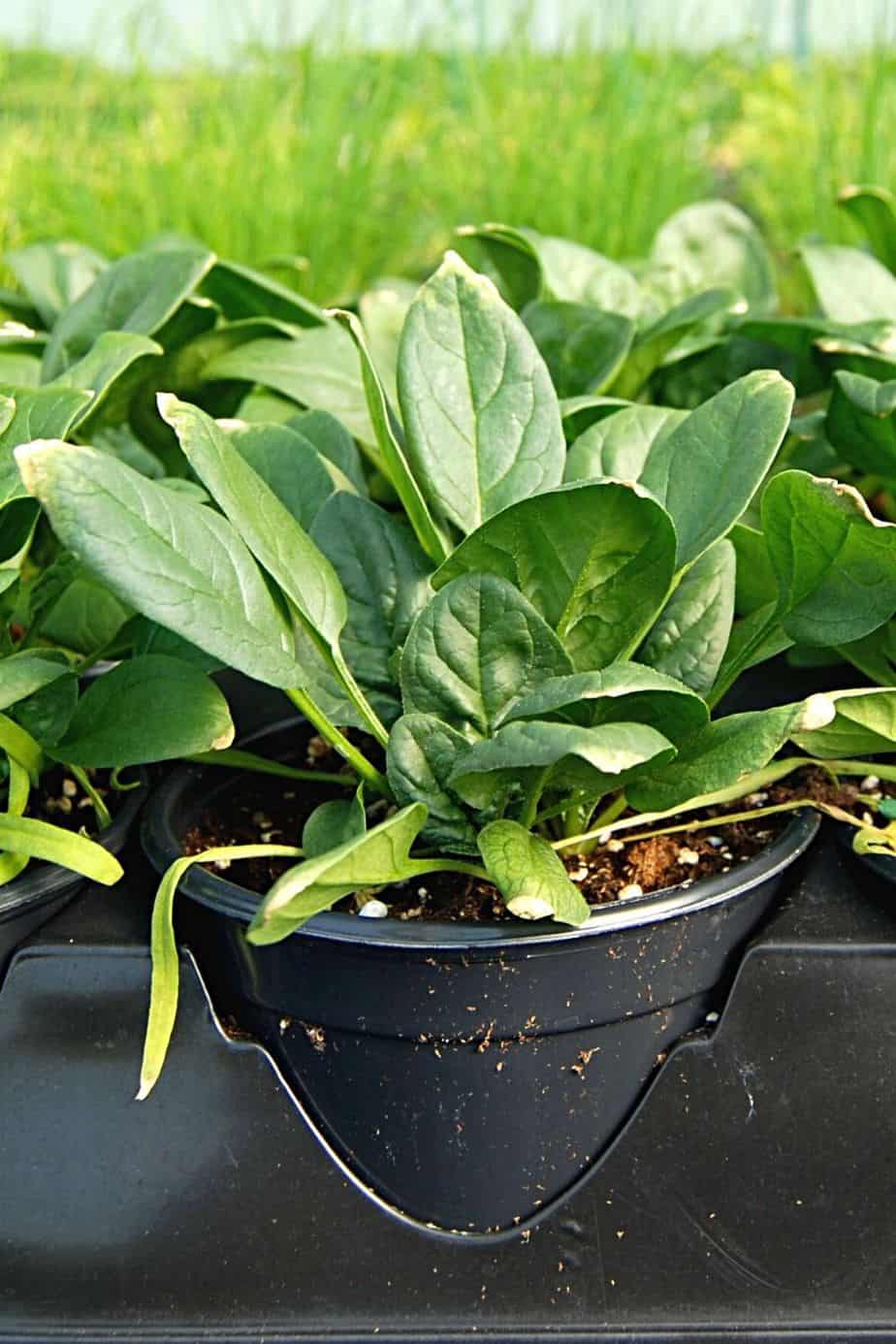 如果你使用排水良好和无粘土的土壤，菠菜在凸起的床上生长得很好