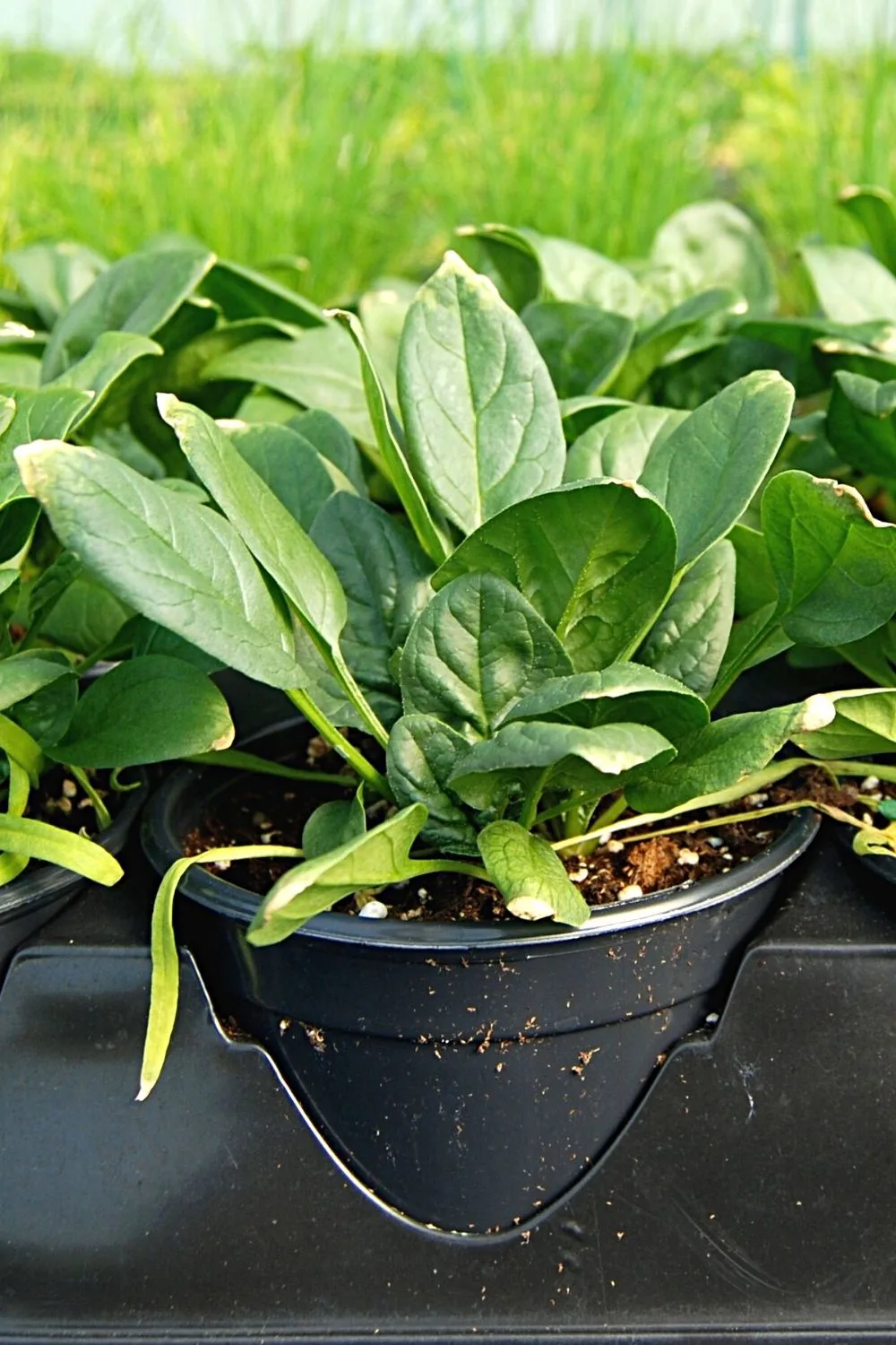 Spinach thrives well in raised beds if you use well-draining and clay-free soil