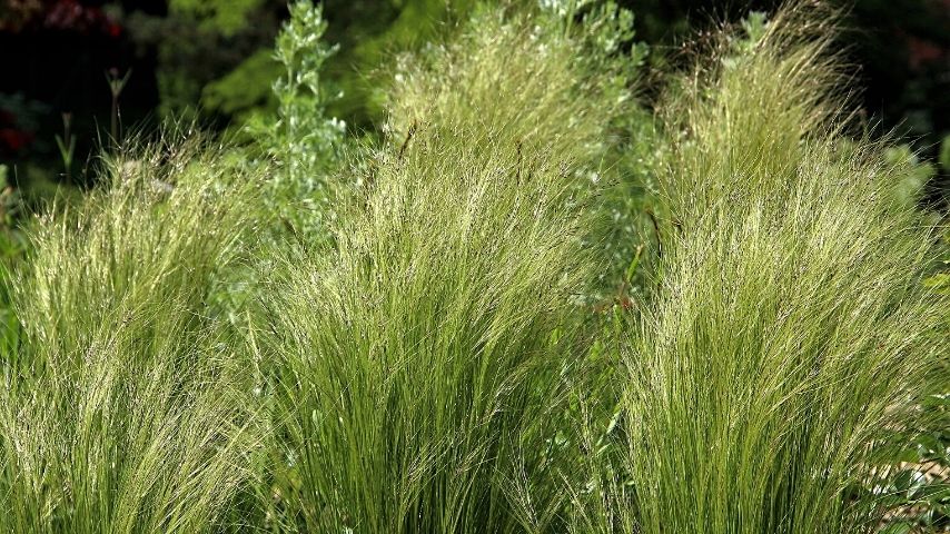 Stipa Tenuissima has long grass structures that are effective to act as screen for your fence lines