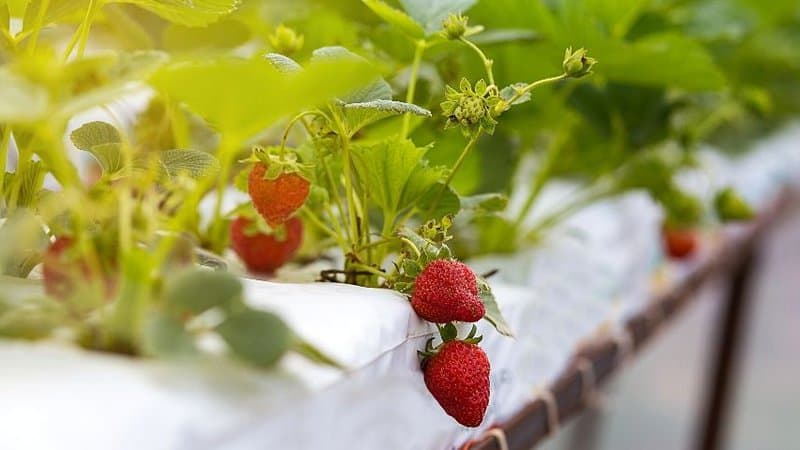 Strawberries need the optimum water and nutrient levels it needs for it to thrive in hydroponics