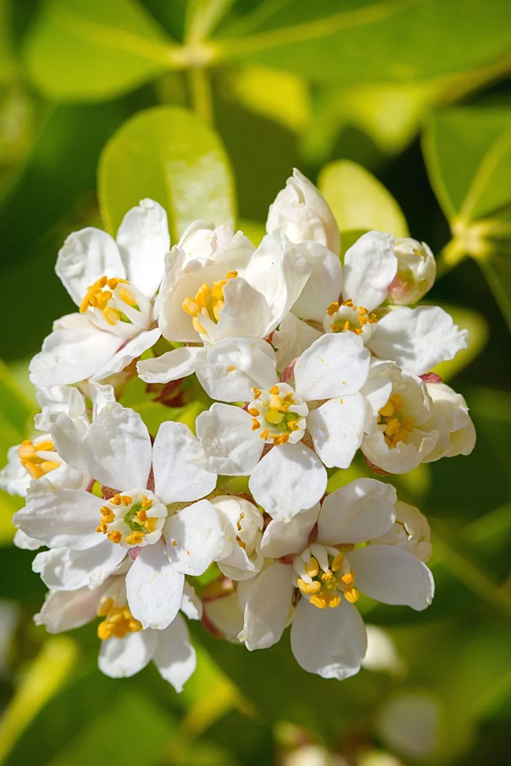 With its white and yellow blooms, you can easily add Sun Dance to your southeast-facing garden