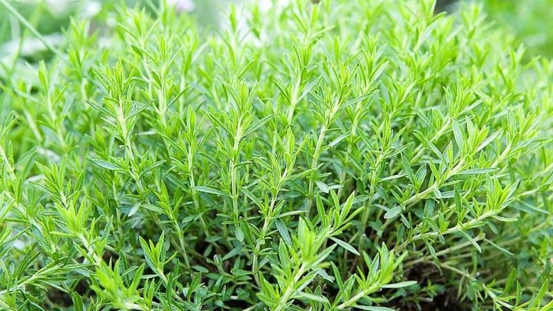 If you're looking to grow a medicinal plant in your hydroponics garden, Tarragon is one you should include