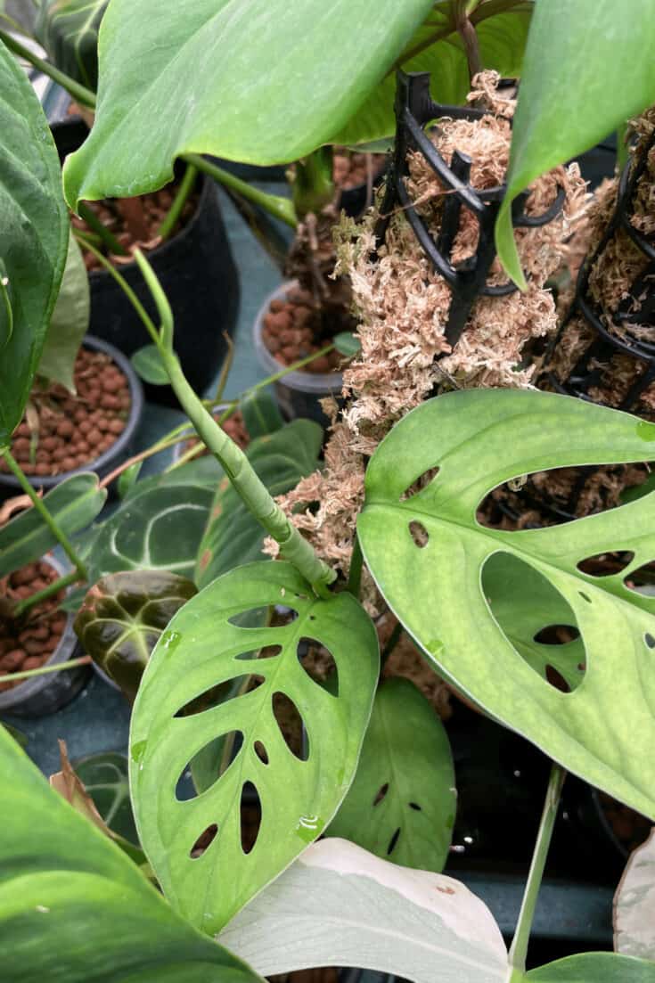 Results: The Monstera Esqueleto is growing a new leaf as well. This plant as well didn't do anything for months