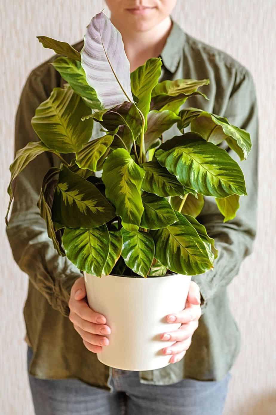 The bigger the pot size used for your Calathea, the larger the soil needed to fill it, hence, more water retained