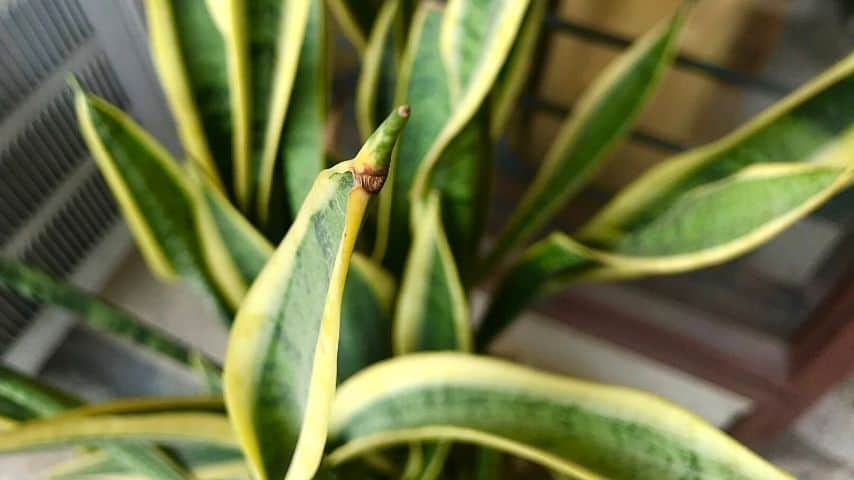 The brown spots developing on your snake plants indicates that they're sick