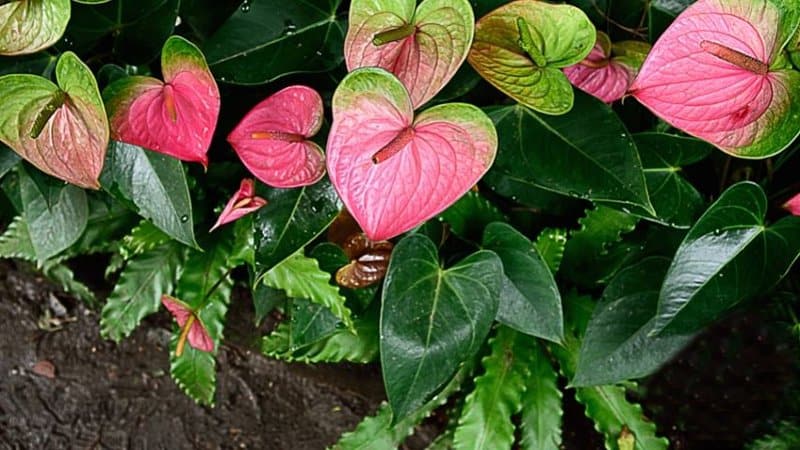 The leaves of the Anthurium plant resemble tiny hearts