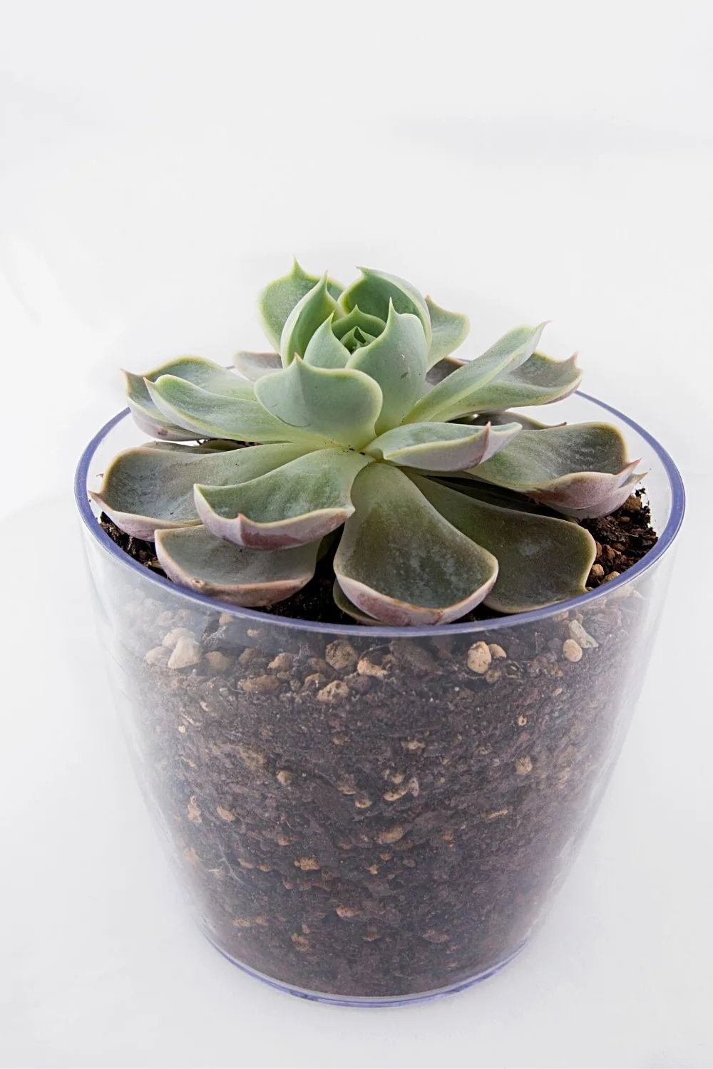 The potting mix for succulents is also great for Hoyas as it contains sand, making it a well-draining soil
