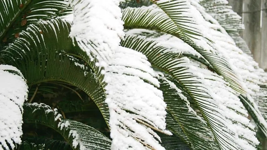 Though your Sago Palms can endure cold temperatures, it can lead to leaf browning