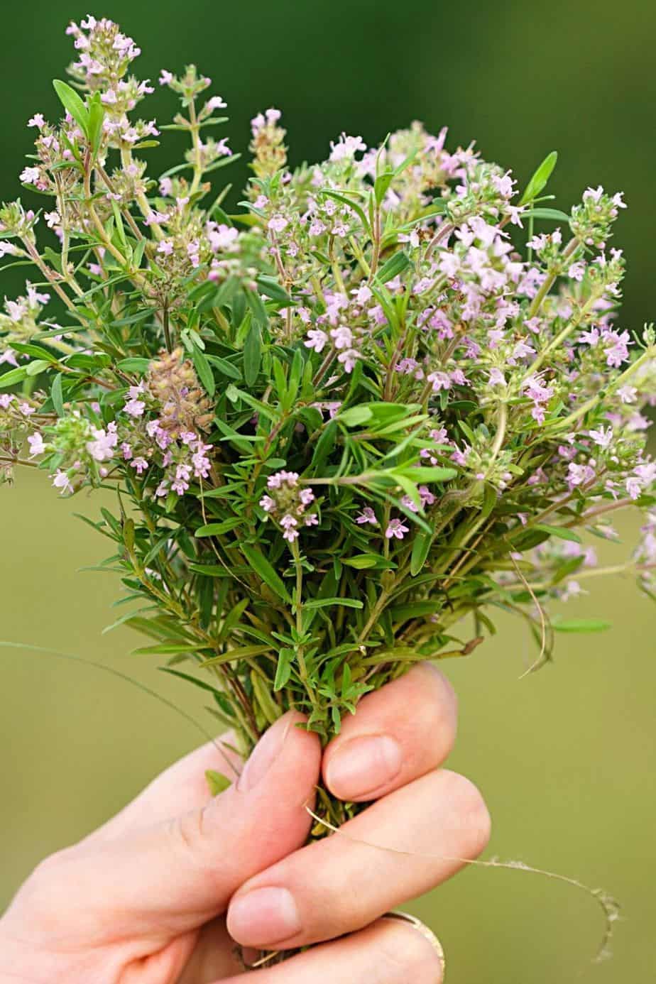 Thyme is another great addition to your south-facing balcony grown herbs